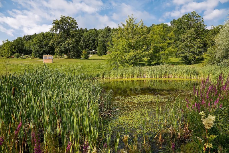 Pond, wetland, pond, body of water, small lake, grasses, meadow, lawn, Ulm University Botanical Garden, Baden-Württemberg, Germany