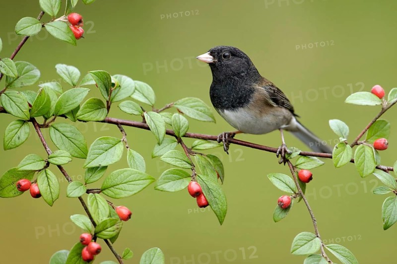 Oregon Junco (Junco hyemalis oreganus), British Columbia, Canada
