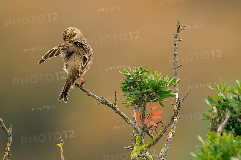 Corn Bunting (Emberiza calandra) preening, perched on a branch, Andalusia, Spain