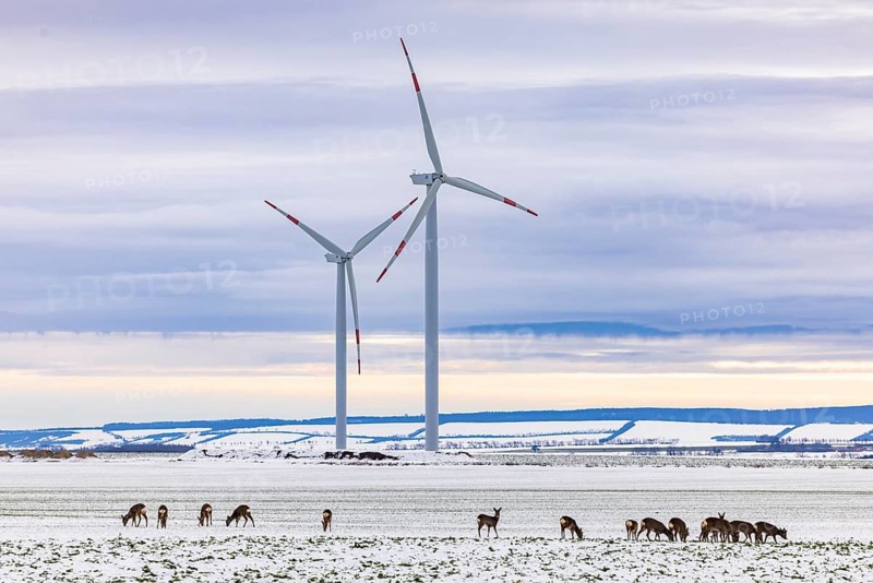 Wind farm and a jump of deer in snowy landscape, Söllingen, Lower Saxony, Germany