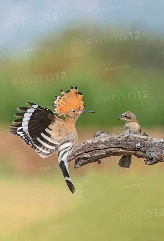 Eurasian Hoopoe & Red-backed Shrike (Upupa epops & Lanius collurio) perched on a branch, Aosta Valley, Italy