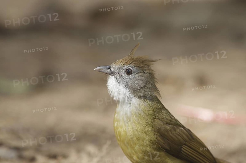 Puff-throated Bulbul (Alophoixus pallidus), Chaiyaphum, Thailand