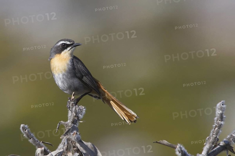 Cape Robin-Chat (Cossypha caffra), Western Cape, South Africa