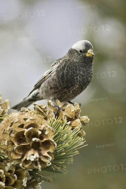 Black Rosy Finch (Leucosticte atrata), New Mexico, USA
