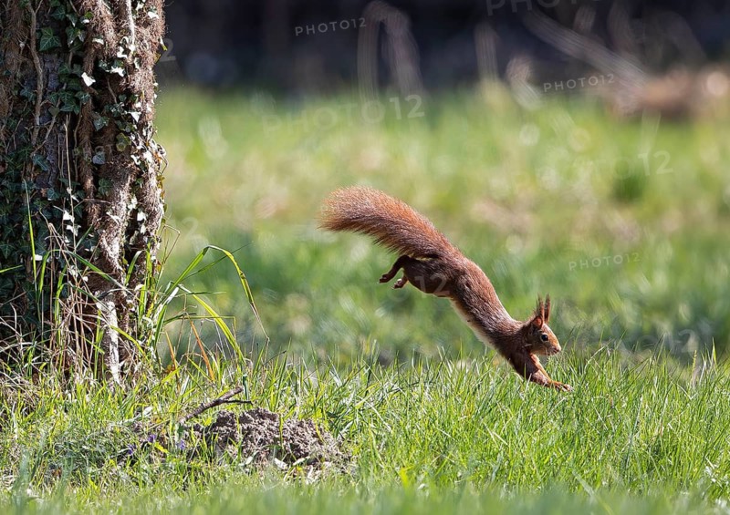 Squirrel (Sciurus vulgaris) jumps from a tree trunk, flies through the air and lands in a green meadow in spring, Brandenburg, Germany