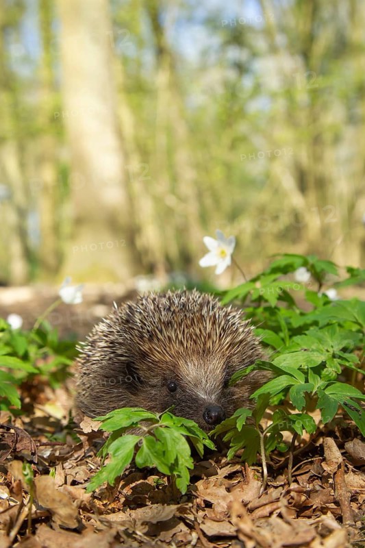 European hedgehog (Erinaceus europaeus) adult animal in a woodland in spring, Suffolk, England, United Kingdom