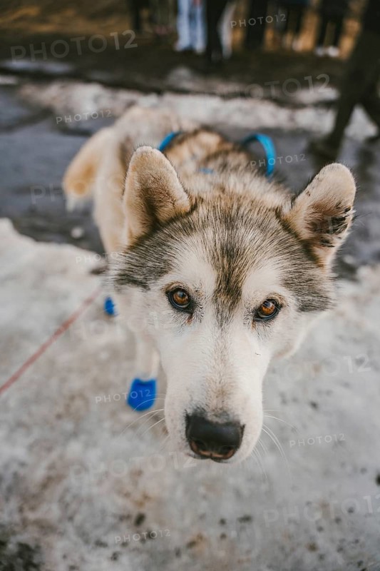 A close-up view of a sled dog standing on a snowy terrain in Iceland. The dog is wearing blue booties, adding to its rugged, arctic-ready appearance
