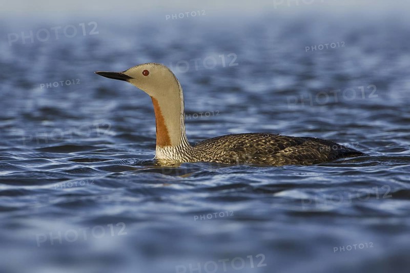 Red-throated Loon (Gavia stellata), Iceland