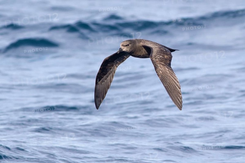 Great-winged Petrel (Pterodroma macroptera) flying, Victoria, Australia