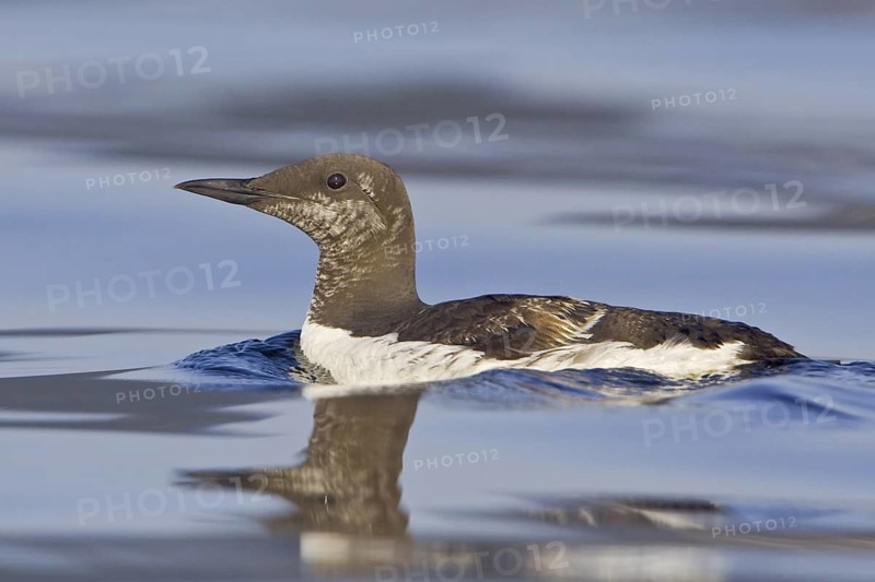 Common Murre (Uria aalge), Newfoundland, Canada