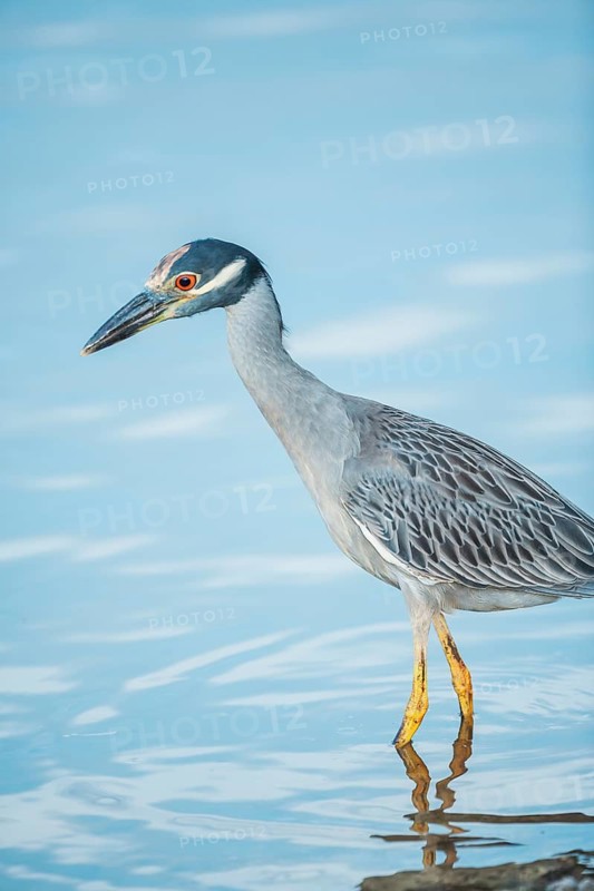 Yellow-crowned Night Heron (Nyctanassa violacea) looking for food, Sanibel Island, J.N. Ding Darling National Wildlife Refuge, Florida, USA
