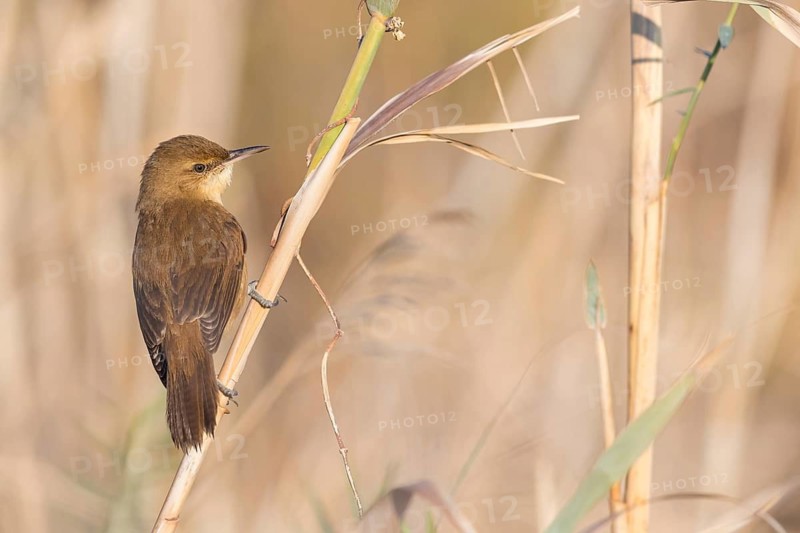 Stentorrohrsänger, Clamorous Reed Warbler, Clamorous Reed-Warbler, Acrocephalus stentoreus, Rousserolle stentor, Carricero Estentóreo