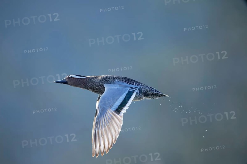 Garganey (Spatula querquedula) male flying, Saxony, Germany