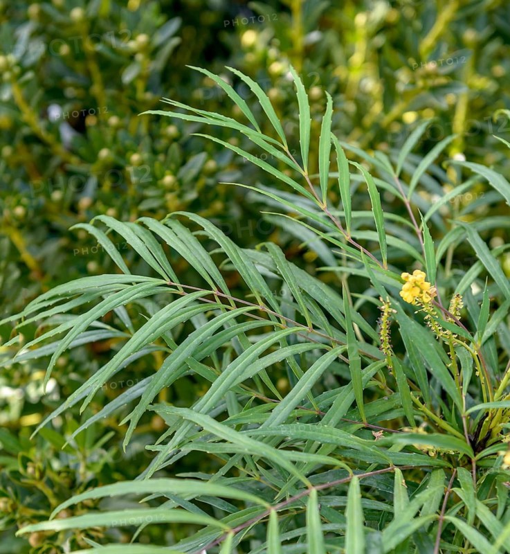 Mahonia (Mahonia eurybracteata 'Soft Caress'), Germany