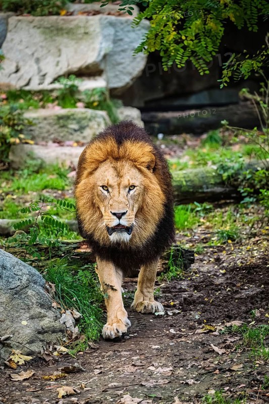African Lion (Panthera Leo) in jungle forest
