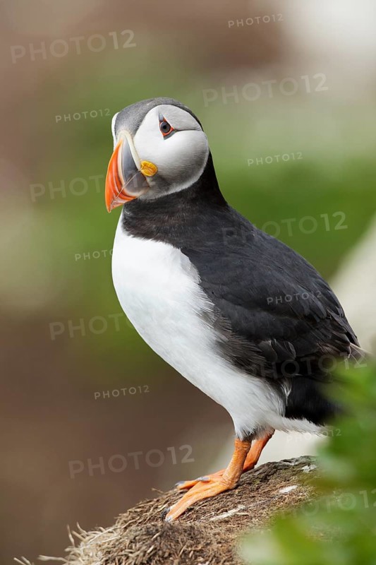 Atlantic Puffin (Fratercula arctica), Finnmark, Norway