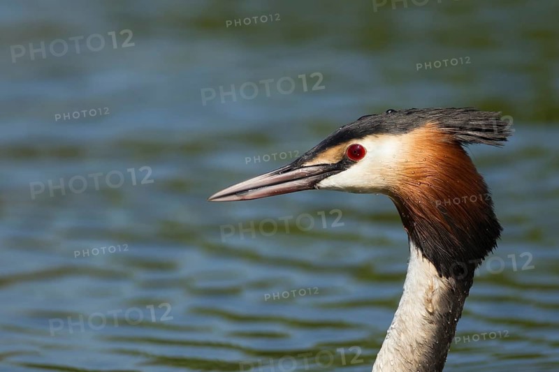 Great crested grebe (Podiceps cristatus) adult bird head portrait, England, United Kingdom