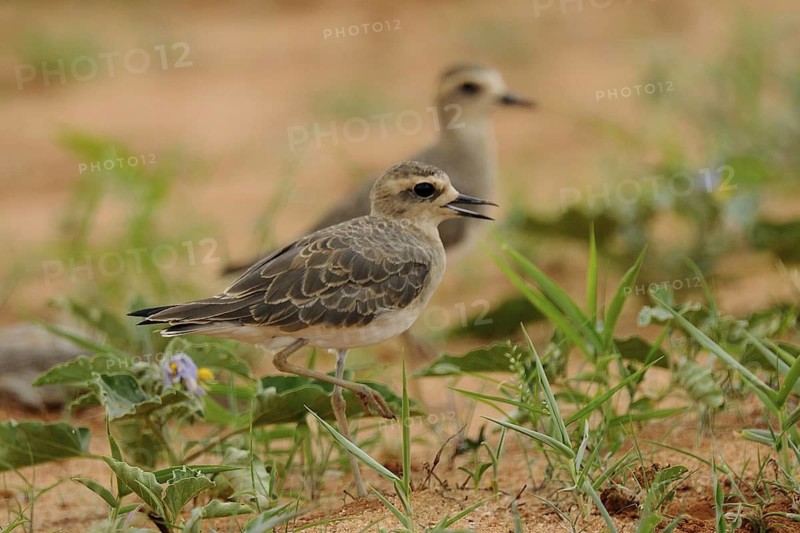 Caspian Plover (Charadrius asiaticus), Tsavo East National Park, Kenya