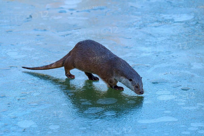 An otter sniffing on a frozen water surface, winter, otter (Lutra lutra), Hesse, Germany