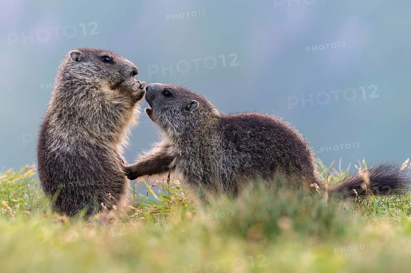 Alpine Marmot (Marmota marmota) two young playing, High Tauern National Park, Carinthia, Austria