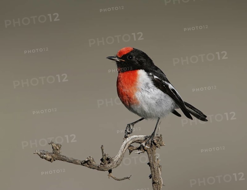 Red-capped Robin (Petroica goodenovii) male, Victoria, Australia