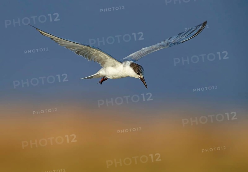 White-bearded Tern, White-bearded Tern, (Chlidonias hybridus), (Chlidonias hybrida), Marsh Tern family, biotope, habitat, foraging, flight recording, East Khawr Khawr Ad Dahariz, Salalah, Dhofar, Oman