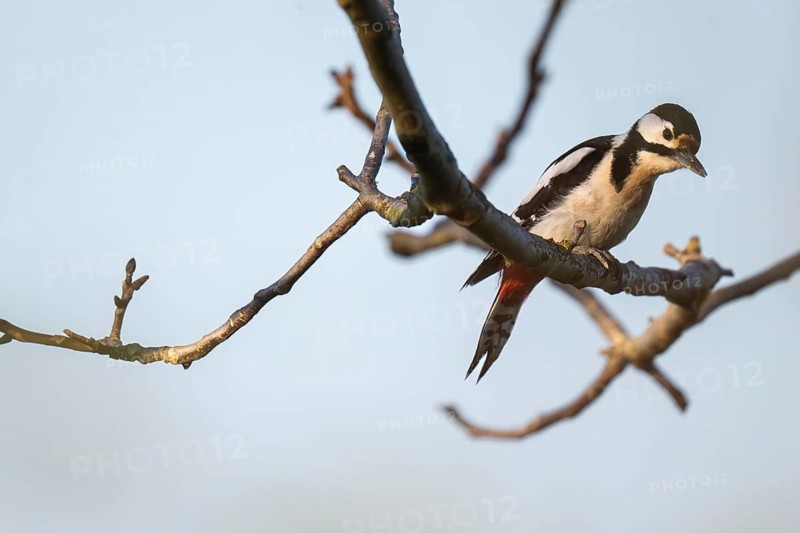 Great spotted woodpecker (Dendrocopos major) in a walnut tree, Baden-Württemberg, Germany