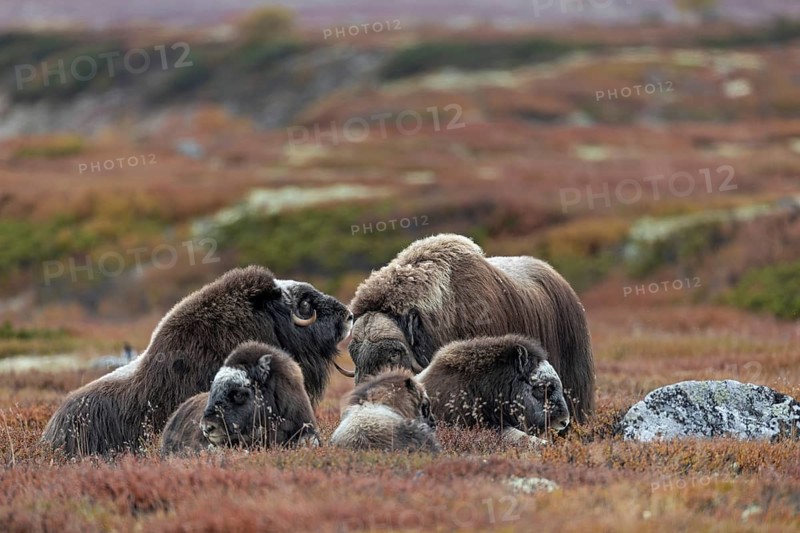 The musk ox bull (Ovibos moschatus) asks a cow to end the break, animal children, autumn, autumn landscape, Ruska, Tundra landscape, September, Norway