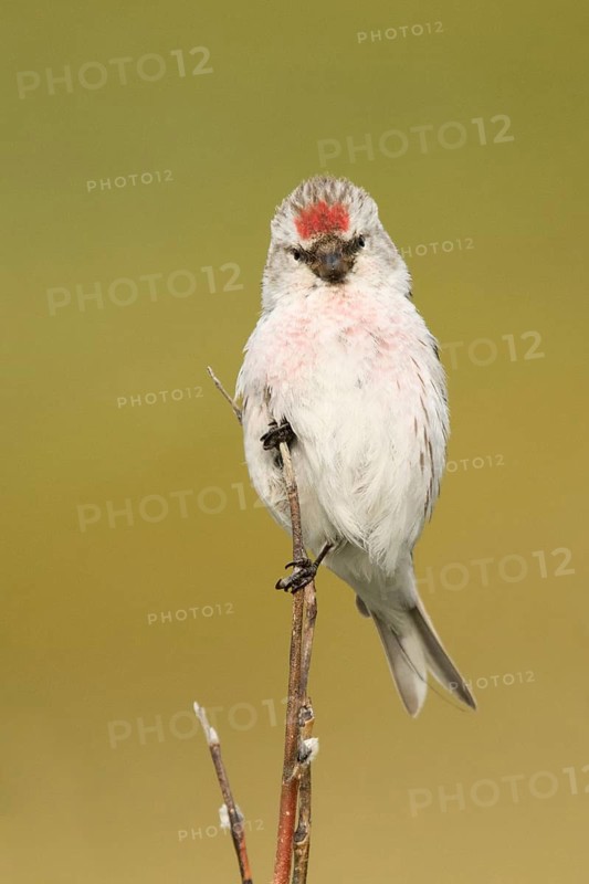 Arctic Redpoll (Acanthis hornemanni) male, Norway