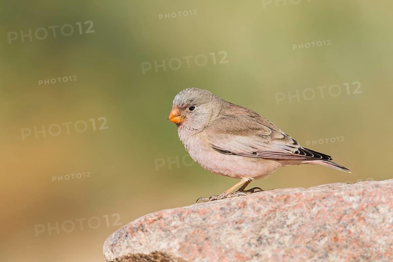 Trumpeter Finch (Bucanetes githagineus) male, Negev, Israel