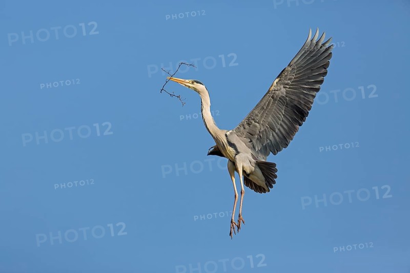 Grey heron, heron, animals, birds, flight photo, nesting material, nest, nest building, (Ardea cinerea), blue sky, family of pelican relatives, Luisenpark, Mannheim, Baden-Württemberg, Federal Republic of Germany