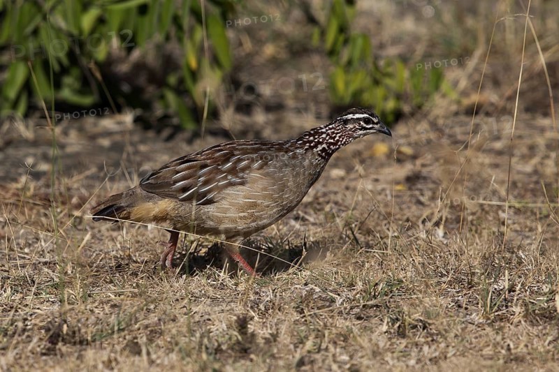 Crested Francolin (Dendroperdix sephaena grantii), Oromia, Ethiopia