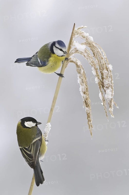 Eurasian Blue Tit & Great Tit (Cyanistes caeruleus & Parus major), Lower Saxony, Germany