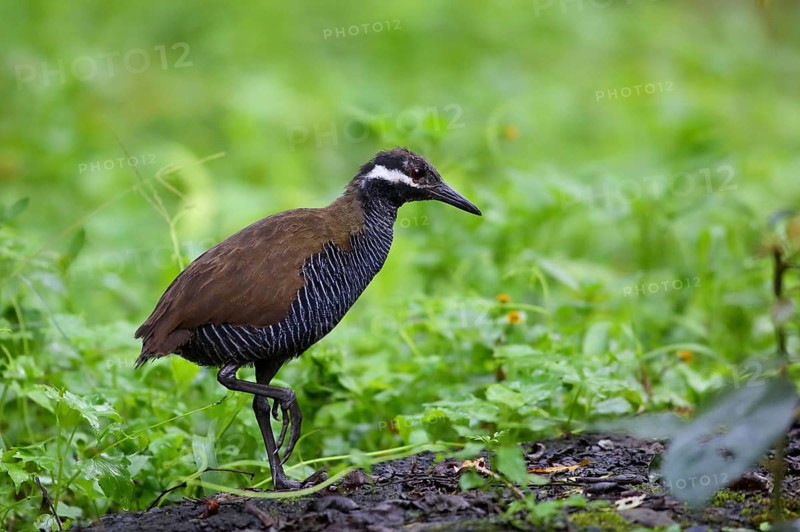 Barred Rail (Gallirallus torquatus), Sulawesi, Indonesia