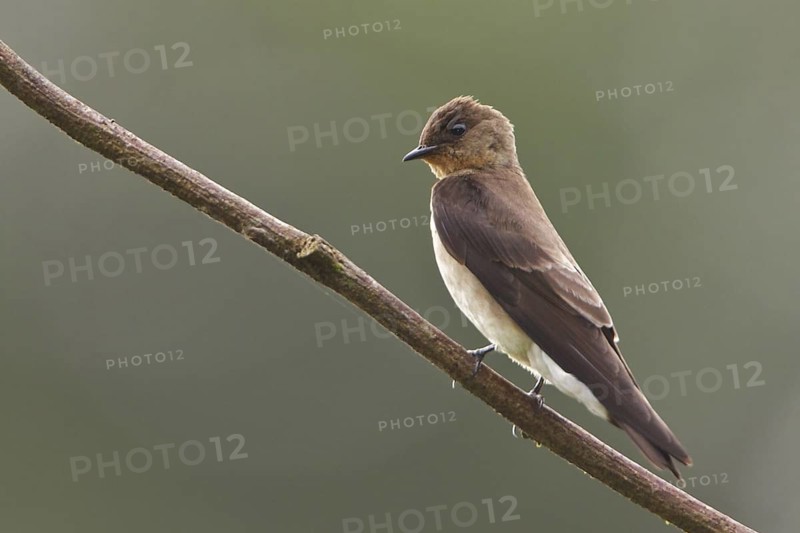 Northern Rough-winged Swallow (Stelgidopteryx serripennis) perched on a branch in Costa Rica, Central America