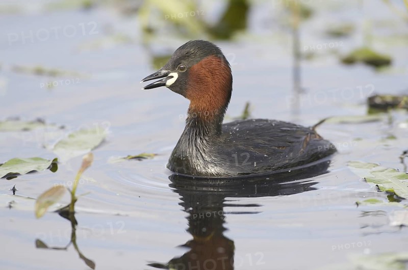 Little Grebe (Tachybaptus ruficollis), Mecklenburg-Western Pomerania, Germany