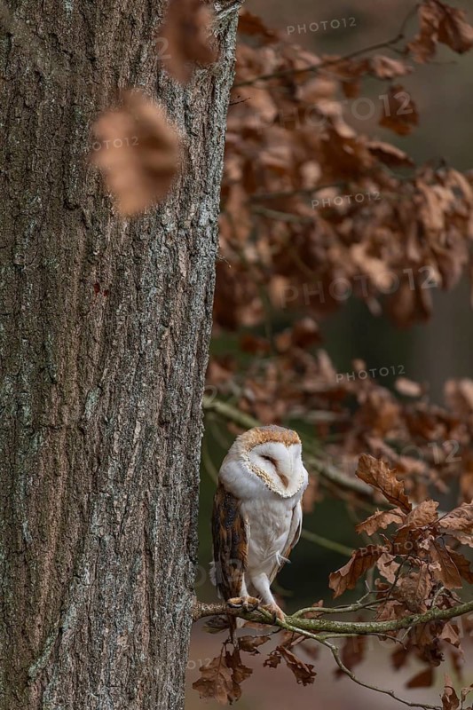 One barn owl (Tyto alba) sitting on a twig of a beech tree with some autumnal coloured leafs