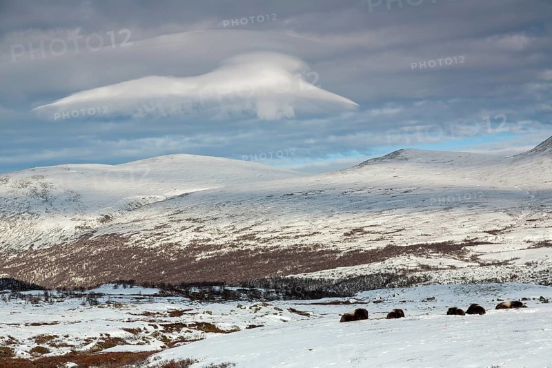 A group of musk oxen (Ovibos moschatus) rests relaxed in the winter tundra, in the sky a cloud imitates another mountain peak, winter, snow, cold, tundra landscape, October, Norway