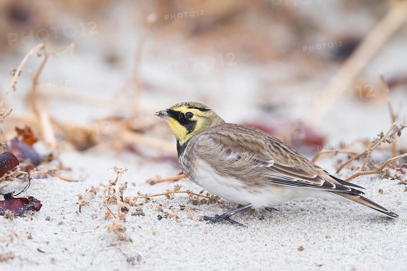 Horned Lark - Ohrenlerche - Eremophila alpestris flava, Germany