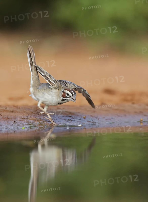 Lark Sparrow (Chondestes grammacus), Texas, USA