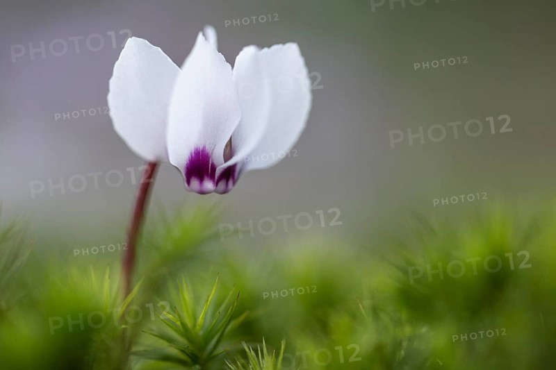Early spring cyclamen (Cyclamen coum), Emsland, Lower Saxony, Germany