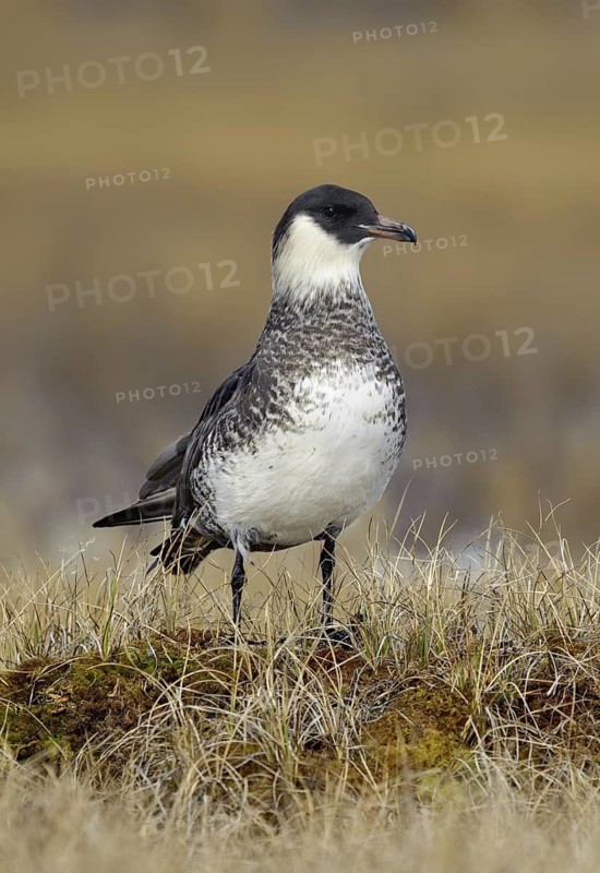 Pomarine Skua (Stercorarius pomarinus), Alaska, USA