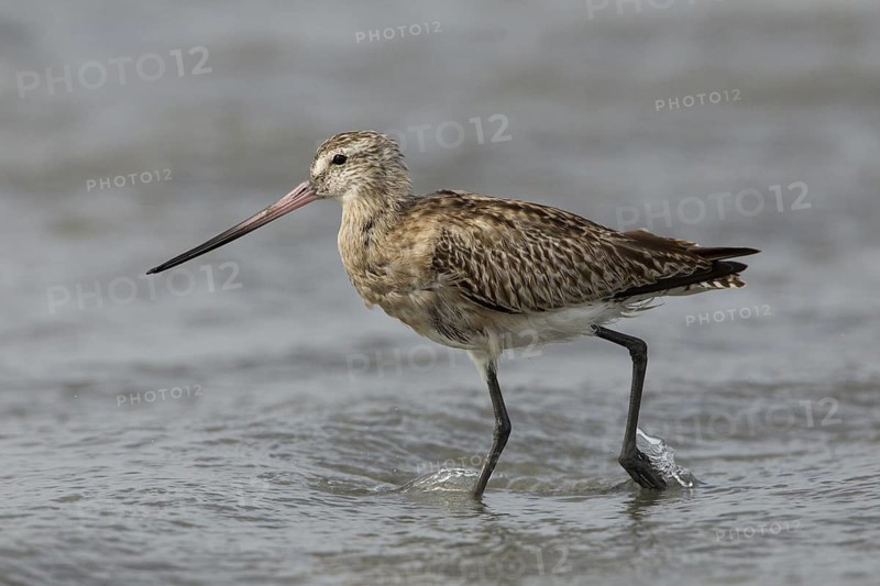 Bar-tailed Godwit (Limosa lapponica) foraging, Gambia