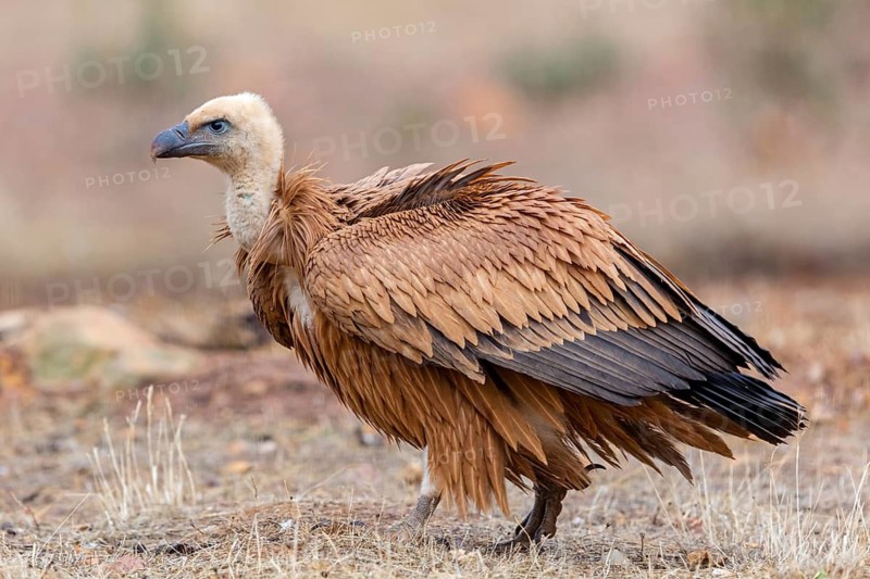 Griffon vulture, (Gyps fulvus), animals, birds, vultures, alworld vulture, hawk family, Sierra de San Pedro, Herreruela, Extremadura, Spain