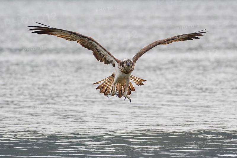 Western Osprey (Pandion haliaetus) flying, Poland