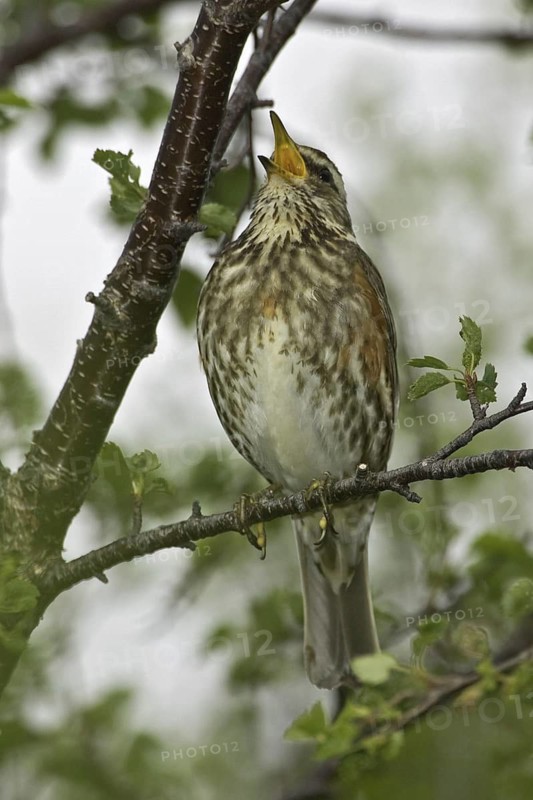 Redwing (Turdus iliacus), Iceland