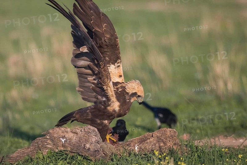 Marsh harrier (Circus aeruginosus), Extremadura, Castilla La Mancha, Spain