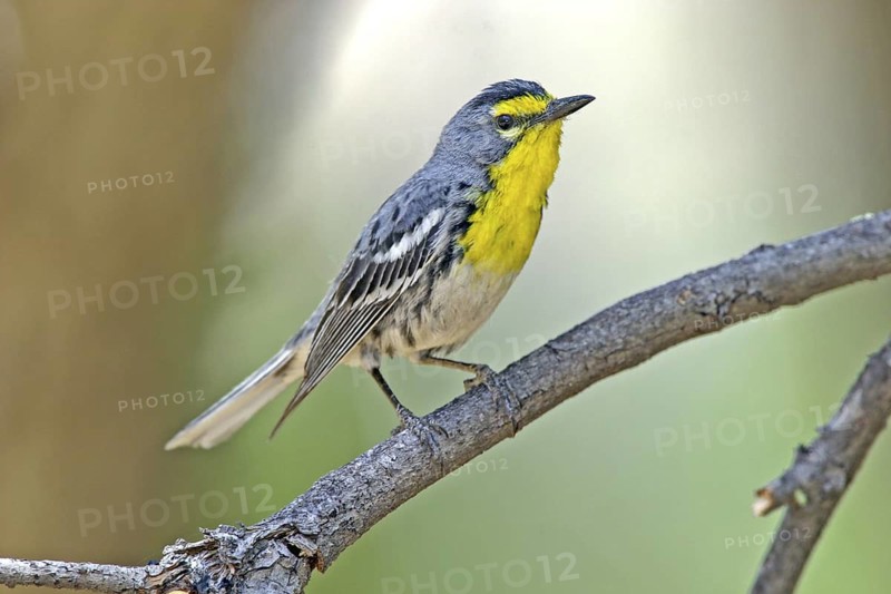 Grace's Warbler Dendroica graciae Chiricahua Mountains, Cochise County, ARIZONA, United States 1 June Adult Male Parulidae