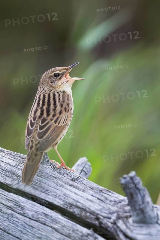Lanceolated Warbler - Strichelschwirl - Locustella lanceolata ssp. lanceolata, Russia