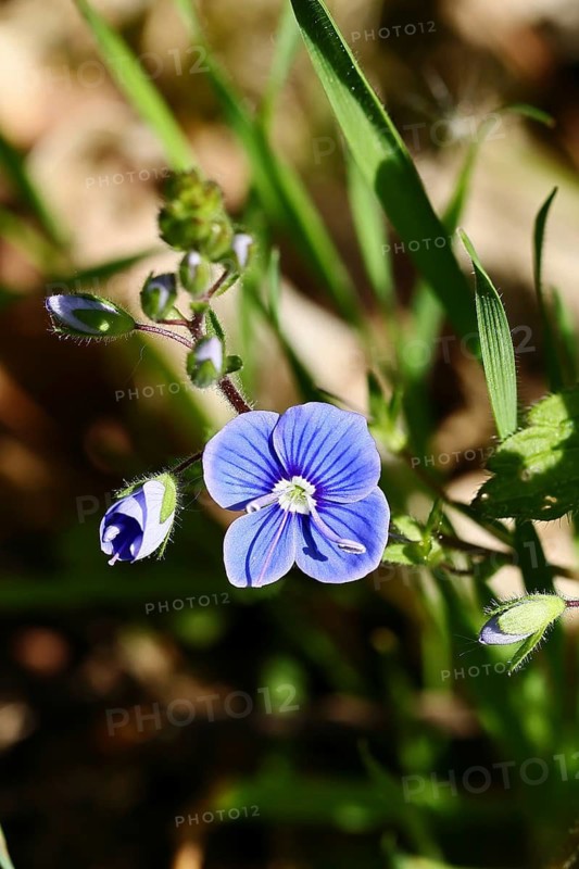 Flower of Gamander speedwell (Veronica chamaedrys), in a deciduous forest, blue blossom, spring, Wilnsdorf, North Rhine-Westphalia, Germany